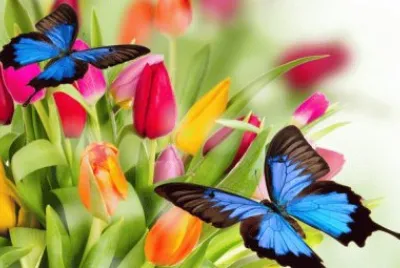 Tulips with Butterfly 's