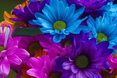 Colorful Flowers