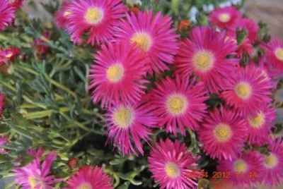 fiori