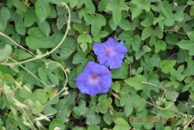 fiorellini