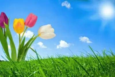 4 tulipas