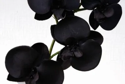 orchidÃ©e