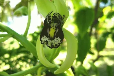 פאזל של orchidÃ©e