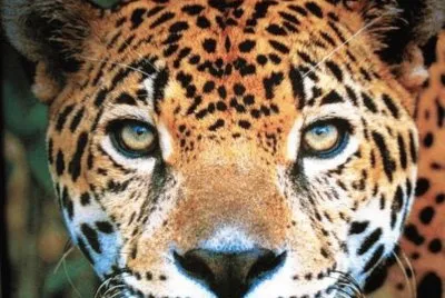 Yaguarete-Habitan Norte Argentino