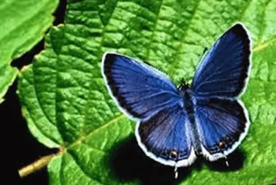 Borboleta Azul