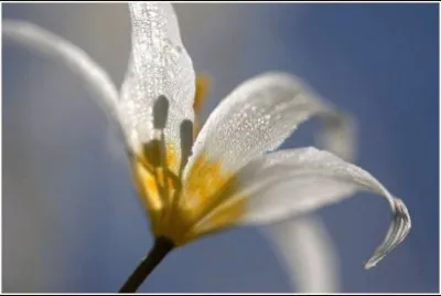 פאזל של Flor
