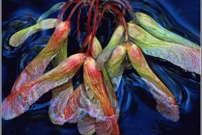 פאזל של flor
