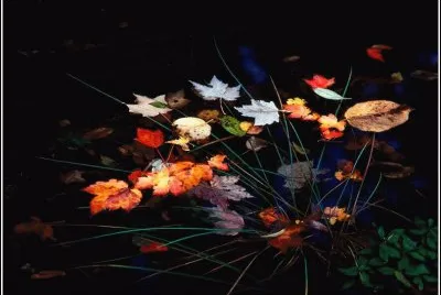 פאזל של Flor