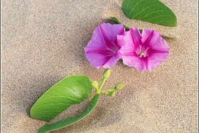 Flor