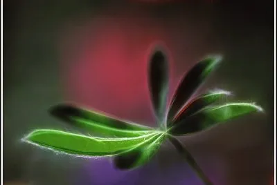 flor