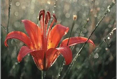 flor