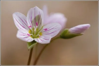 Flor