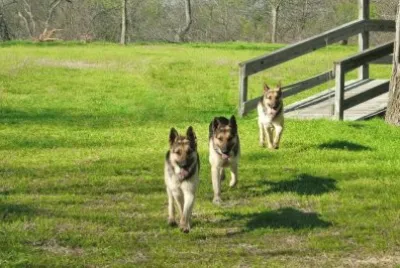 Doofus has superpowers!