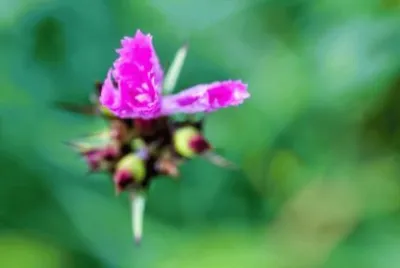 MARSU