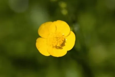 MARSU