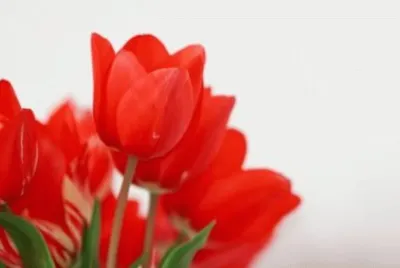 MARSU