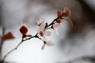 MARSU