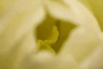 MARSU
