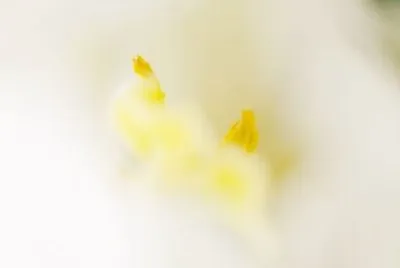 MARSU