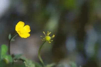 MARSU