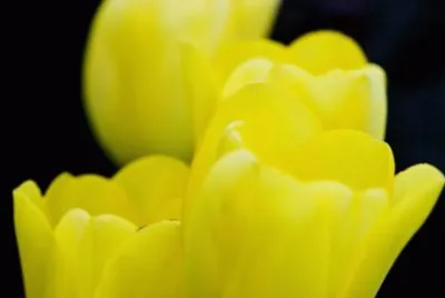 MARSU
