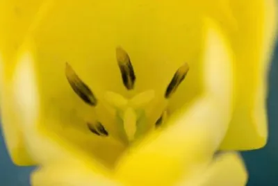 MARSU