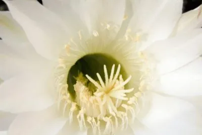 MARSU