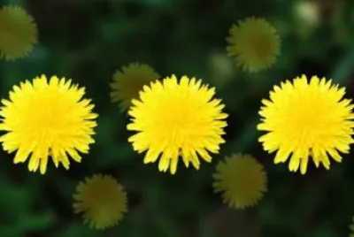 MARSU