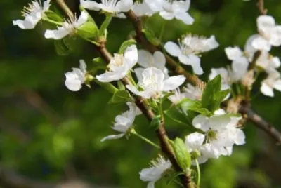MARSU