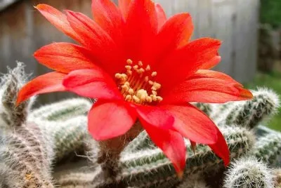 פאזל של fleur de cactus