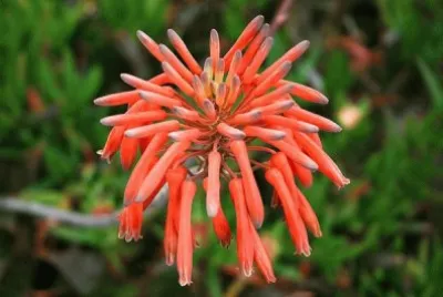 פאזל של fleur de cactus