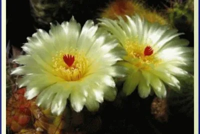 פאזל של fleurs de cactus