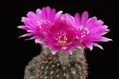 fleur de cactus