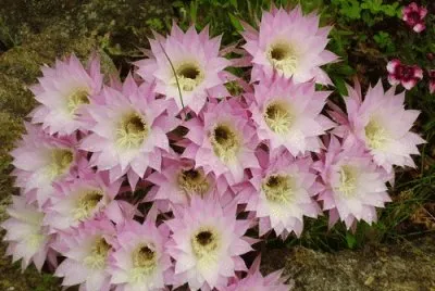fleur de cactus