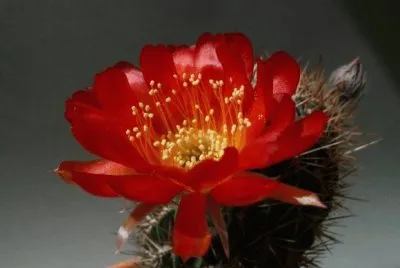 פאזל של fleurs de cactus