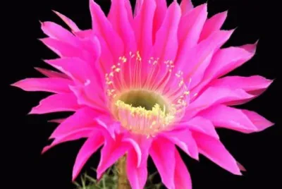 פאזל של fleur de cactus