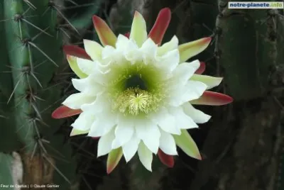 פאזל של fleur de cactus