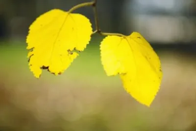 MARSU