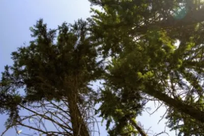 MARSU