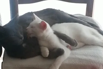 chat adorable