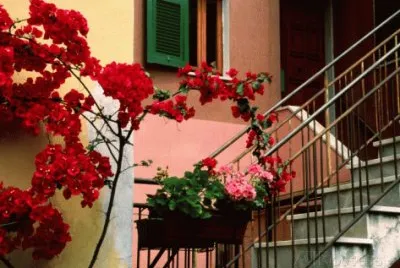 Flowers and painting House Italy