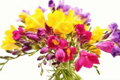 Freesia Bouquet