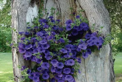 flores