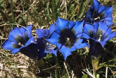 Natura