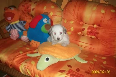 kony bb