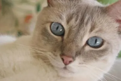 CARA GATO
