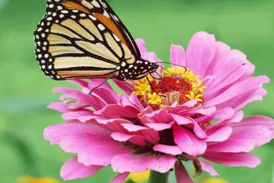 Mariposa en Flor 2