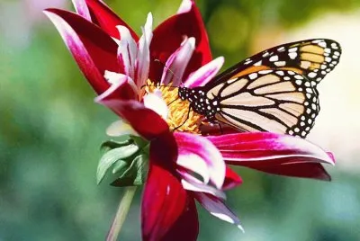 Mariposa en flor