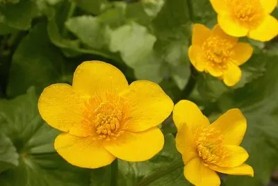 boutons d 'or jigsaw puzzle