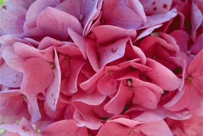 Hortensia jigsaw puzzle
